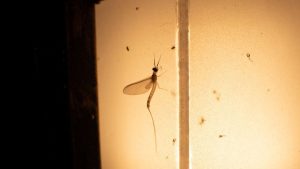 Il Led E Nemico Degli Insetti