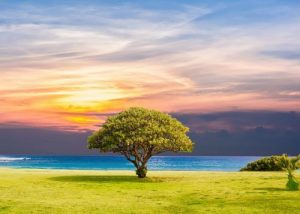 Tree 2435269 640 E1585067221702